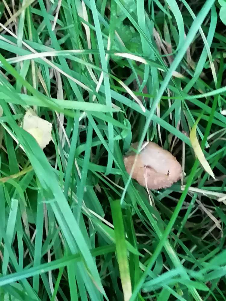 Giftköder-Im Gras versteckte Fleischstuecke-Profilbild