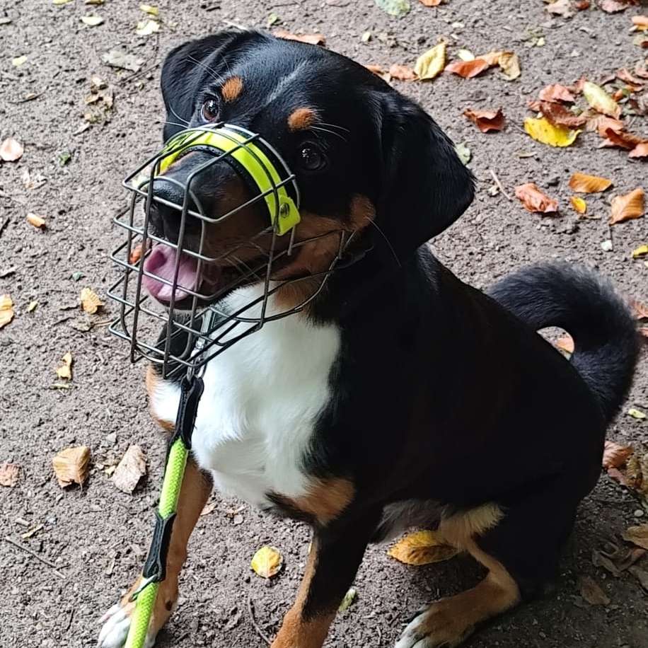 Hundetreffen-Begleitung beim Spaziergang-Profilbild