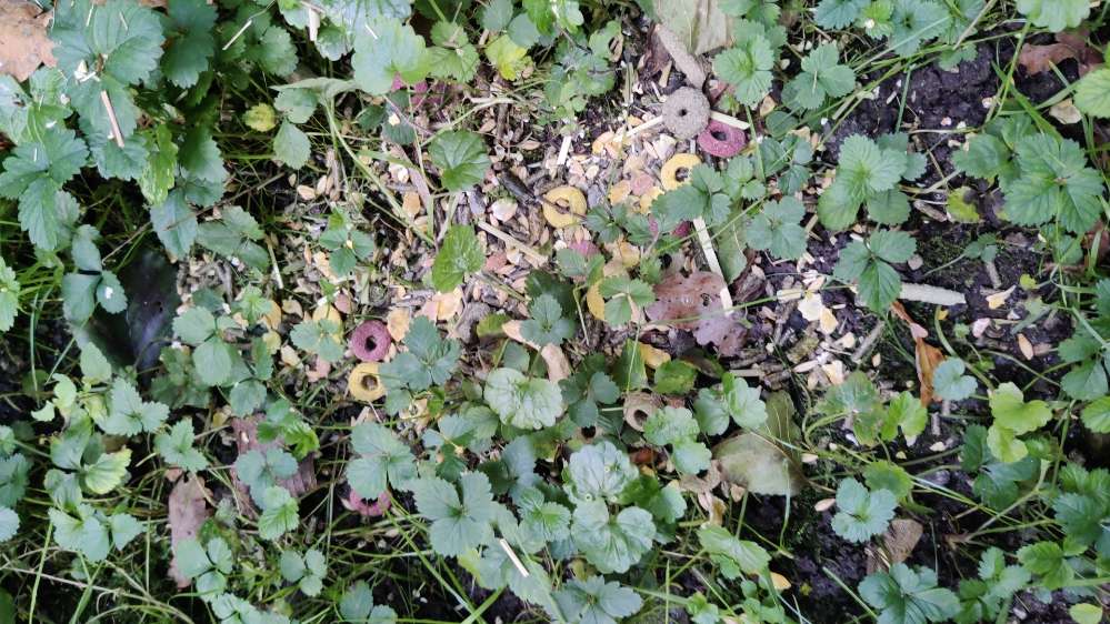 Giftköder-Leckerlis am Wegrand-Profilbild