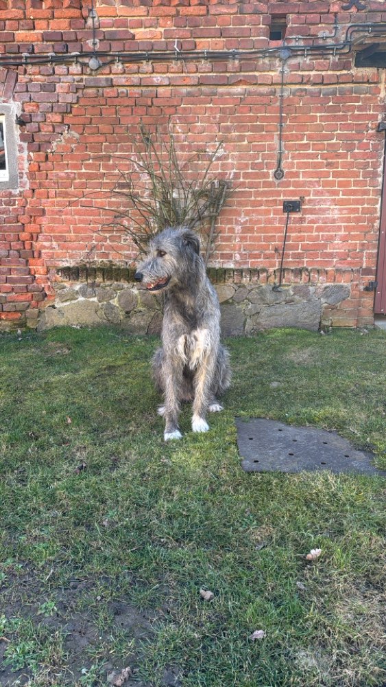 Hundetreffen-Spielen und entspannt lernen-Profilbild