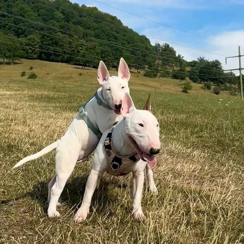Hundetreffen-spazieren / spielen / sozialisieren-Profilbild