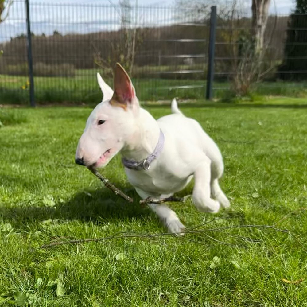 Hundetreffen-spazieren / spielen / sozialisieren-Profilbild