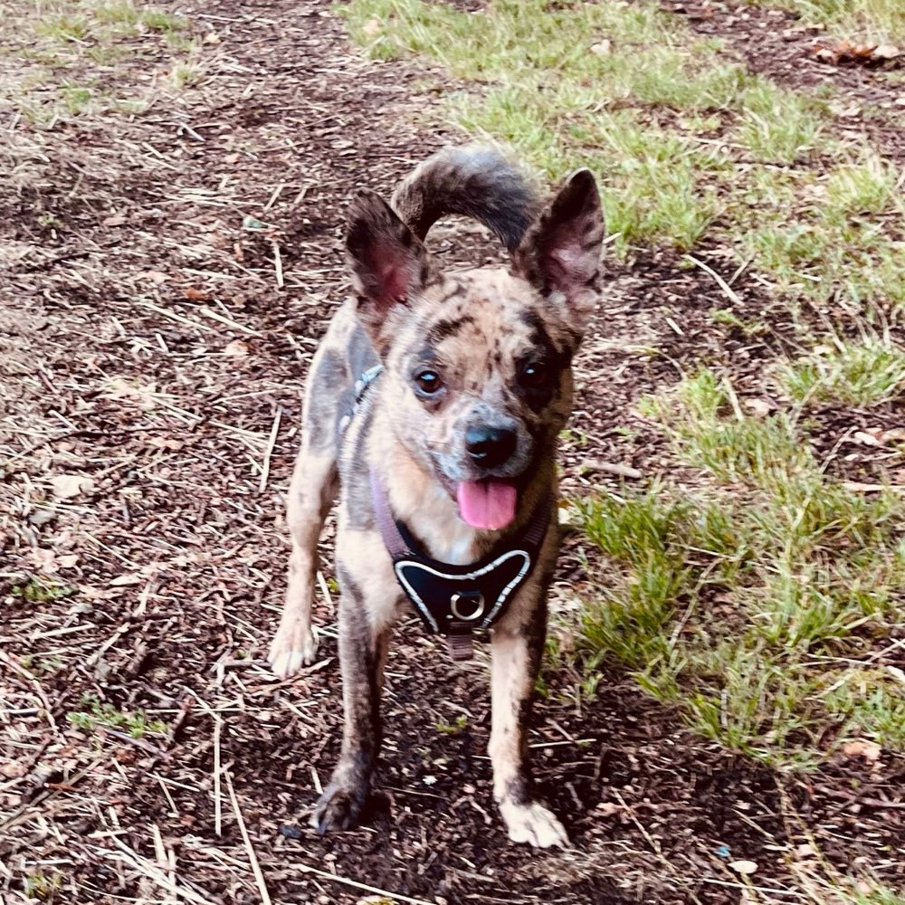 Hundetreffen-Spaziergeh-/Spieltreffen-Profilbild