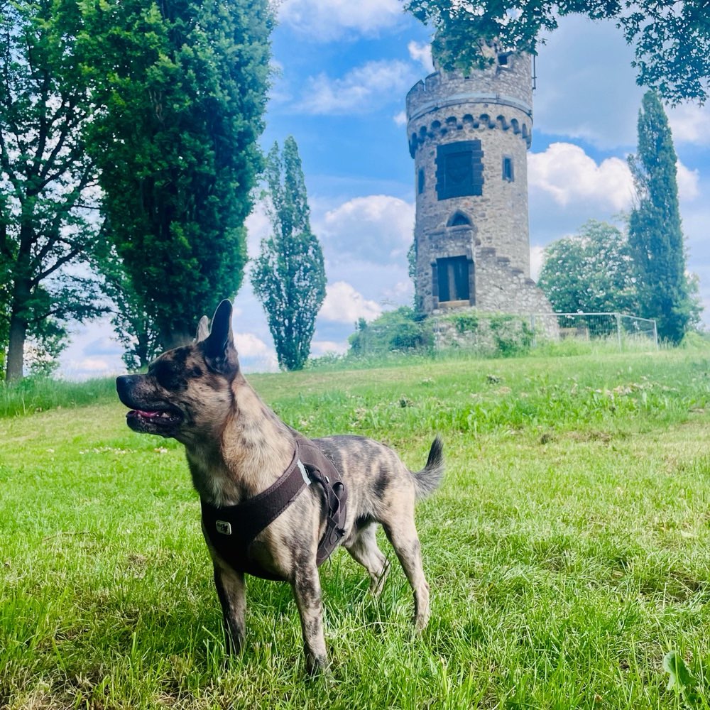 Hundetreffen-Spielkamerad gesucht-Profilbild