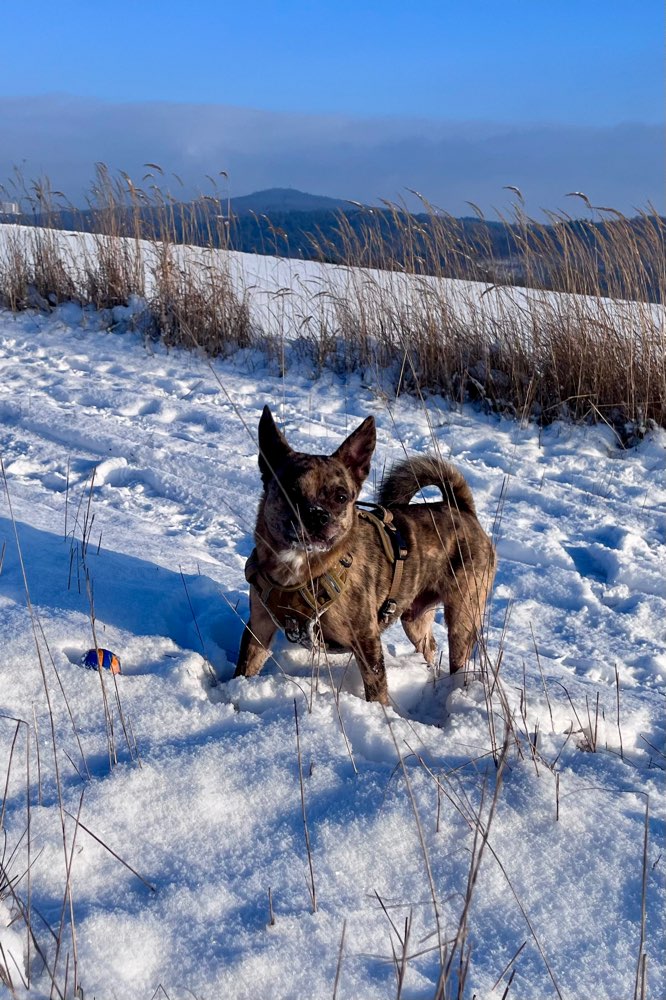 Hundetreffen-Spielkamerad gesucht-Profilbild