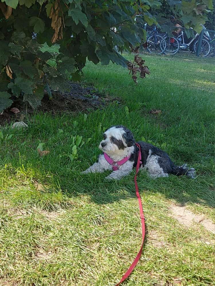 Hundetreffen-Gassirunde-Profilbild