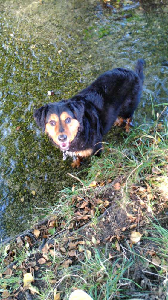 Hundetreffen-Suche Hundefreunde nach Umzug-Profilbild