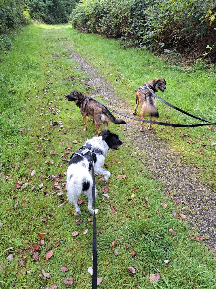 Hundetreffen-Gassi Treffen Tierschutzhunde-Profilbild