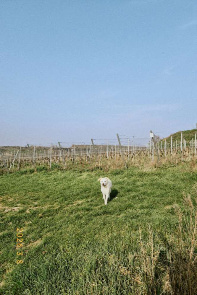 Hundetreffen-Social Walks / Gemütliche Runden-Profilbild