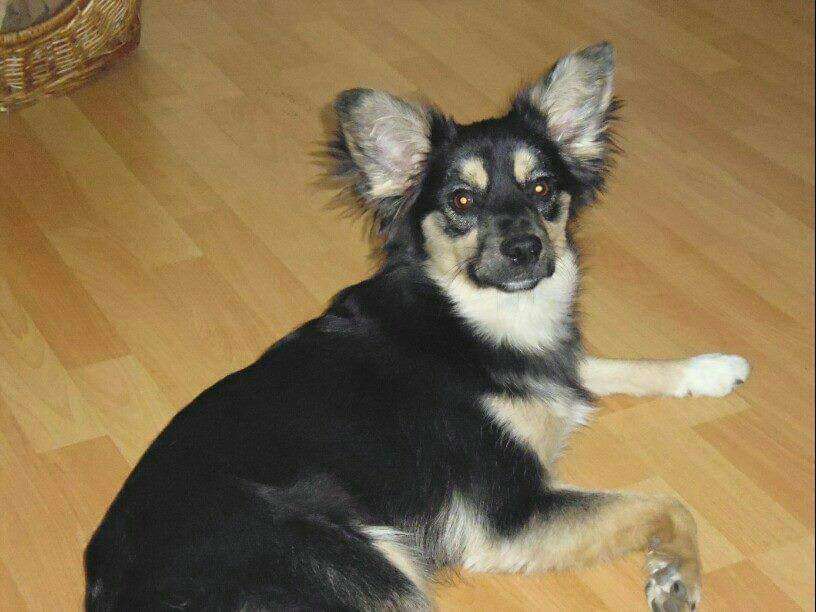 Hundetreffen-Gassirunde in Leiberstung-Profilbild