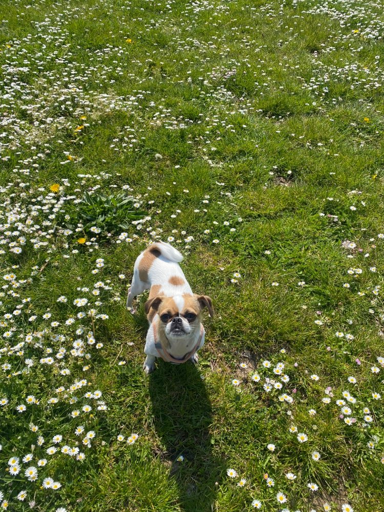 Hundetreffen-Entspannte, spielfreudige Hundefreunde gesucht-Profilbild