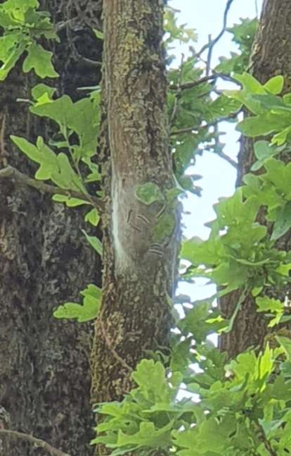 Giftköder-Eichenprozessionsspinner-Profilbild