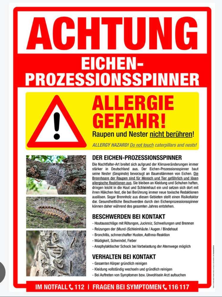 Giftköder-Eichenprozessionsspinner-Profilbild