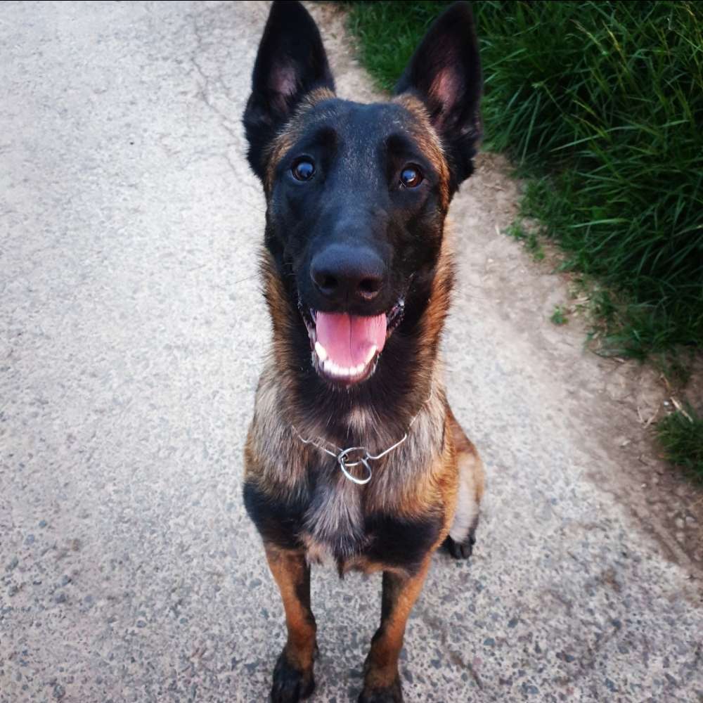 Hundetreffen-Trainingspartner gesucht-Profilbild