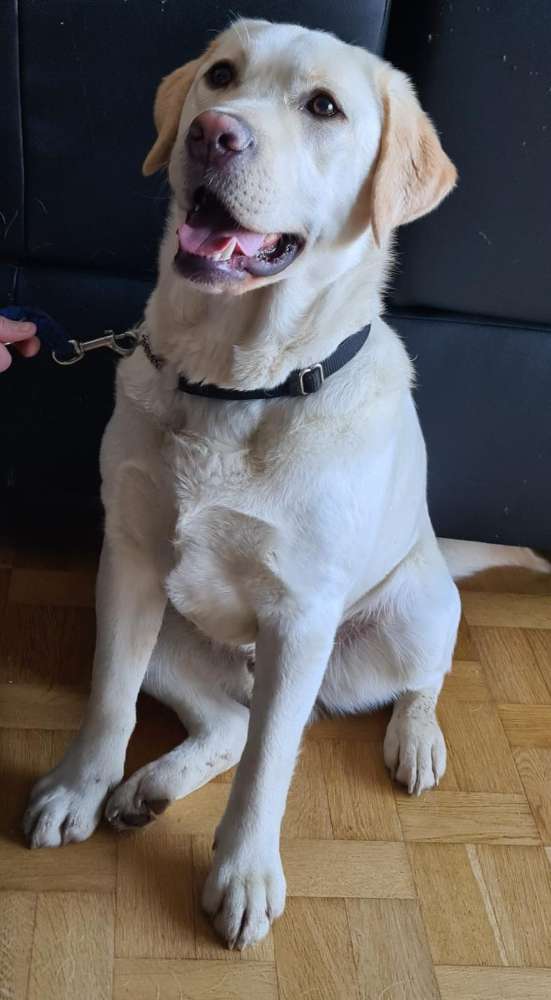 Hundetreffen-Spaziergang-Profilbild