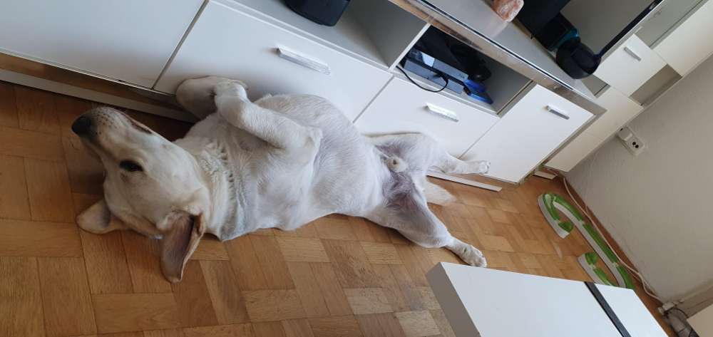 Hundetreffen-Teddy  sucht einen Spielkameraden zum austoben:)-Profilbild