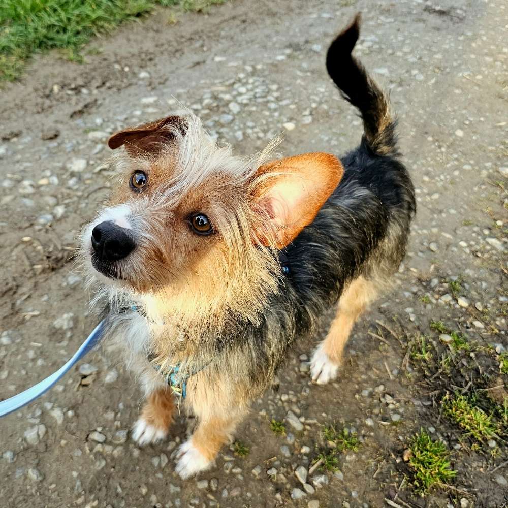 Hundetreffen-Spiel und Spaßzeit-Profilbild