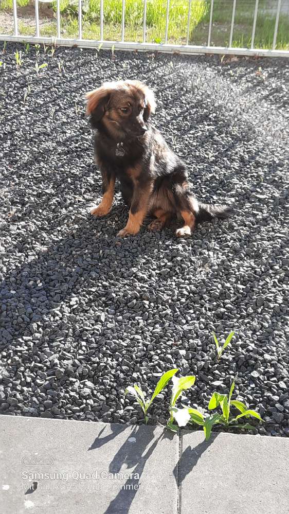 Hundetreffen-Hundetreff / Gemeinsames Gassi gehen 🐕‍🦺-Profilbild