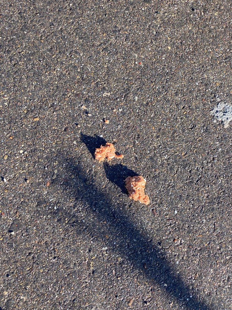 Giftköder-Giftköder-Profilbild