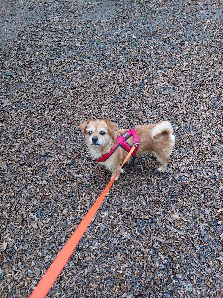 Hundetreffen-Hundekontakt üben-Profilbild