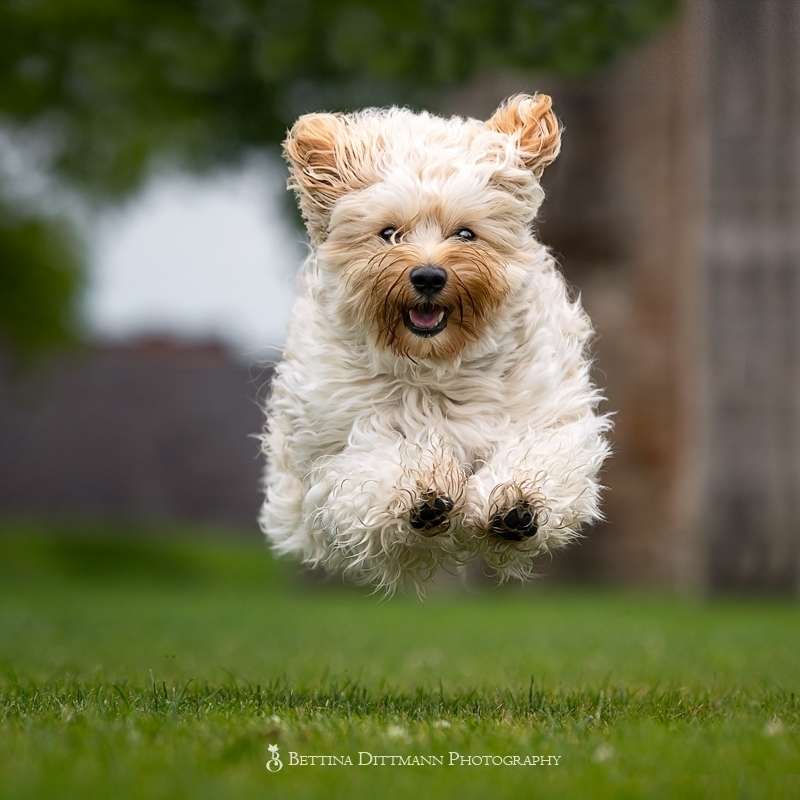 Hundetreffen-Rocket sucht Freunde-Profilbild