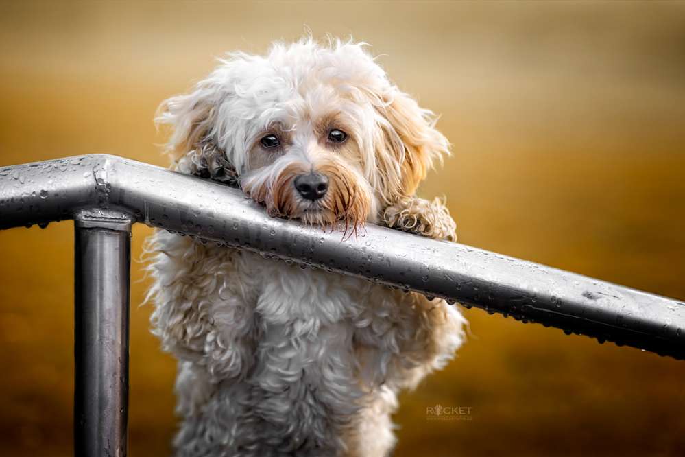 Hundetreffen-Gassipartner im Odenwald gesucht-Profilbild