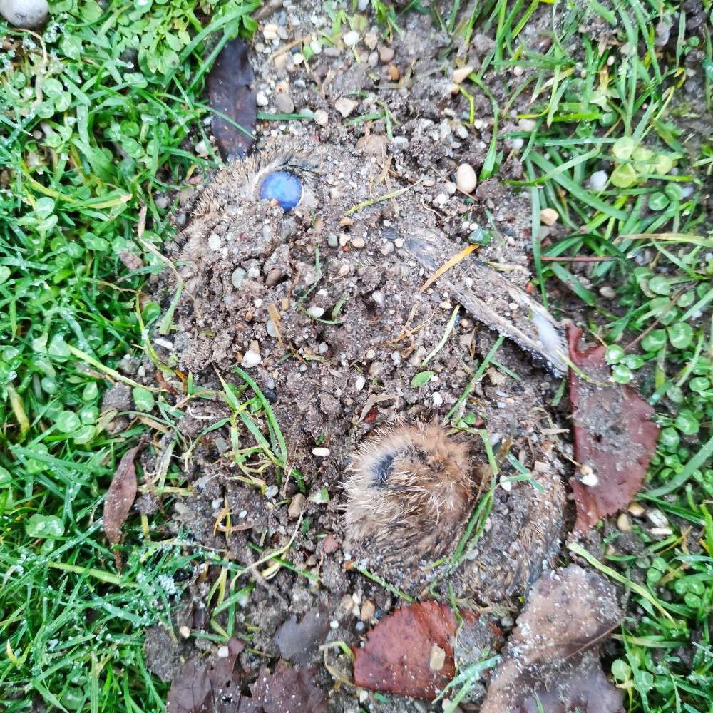 Giftköder-Evtl Giftköder oder vergiftetes Tier-Profilbild