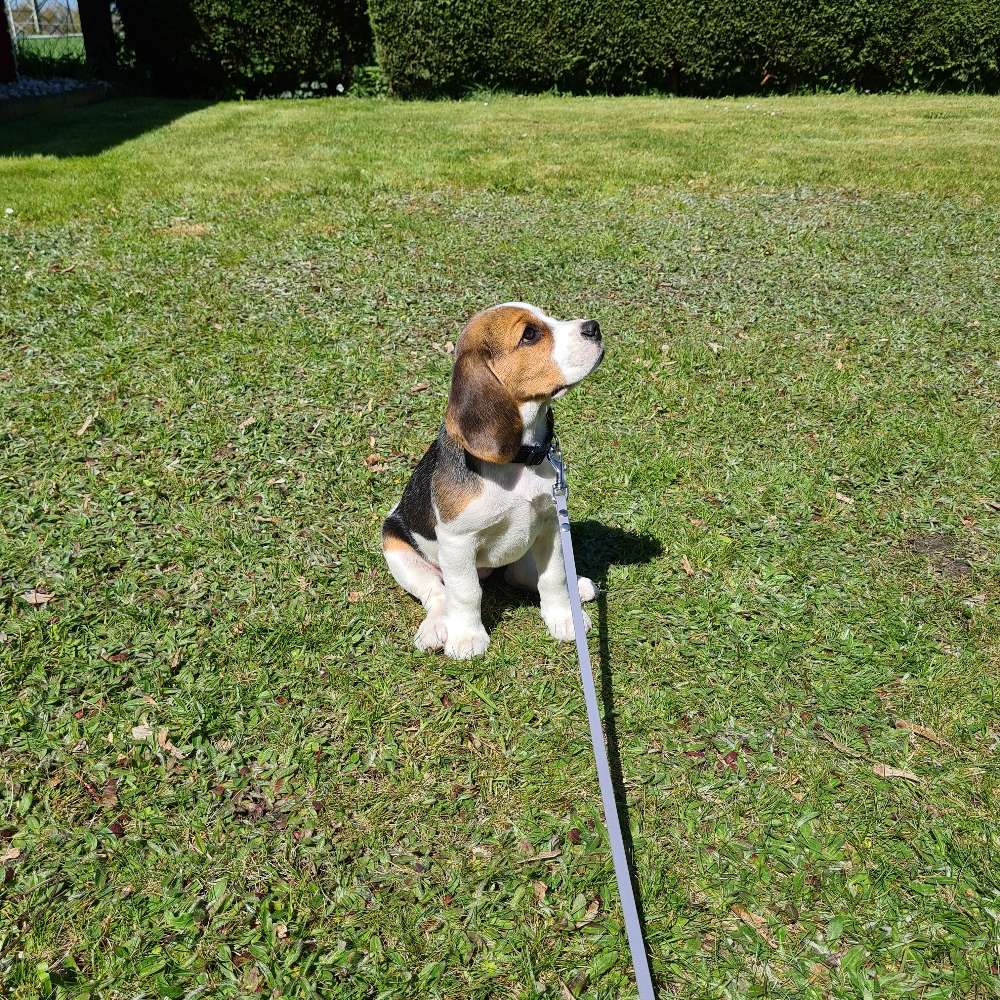 Hundetreffen-Welpentreffen-Profilbild