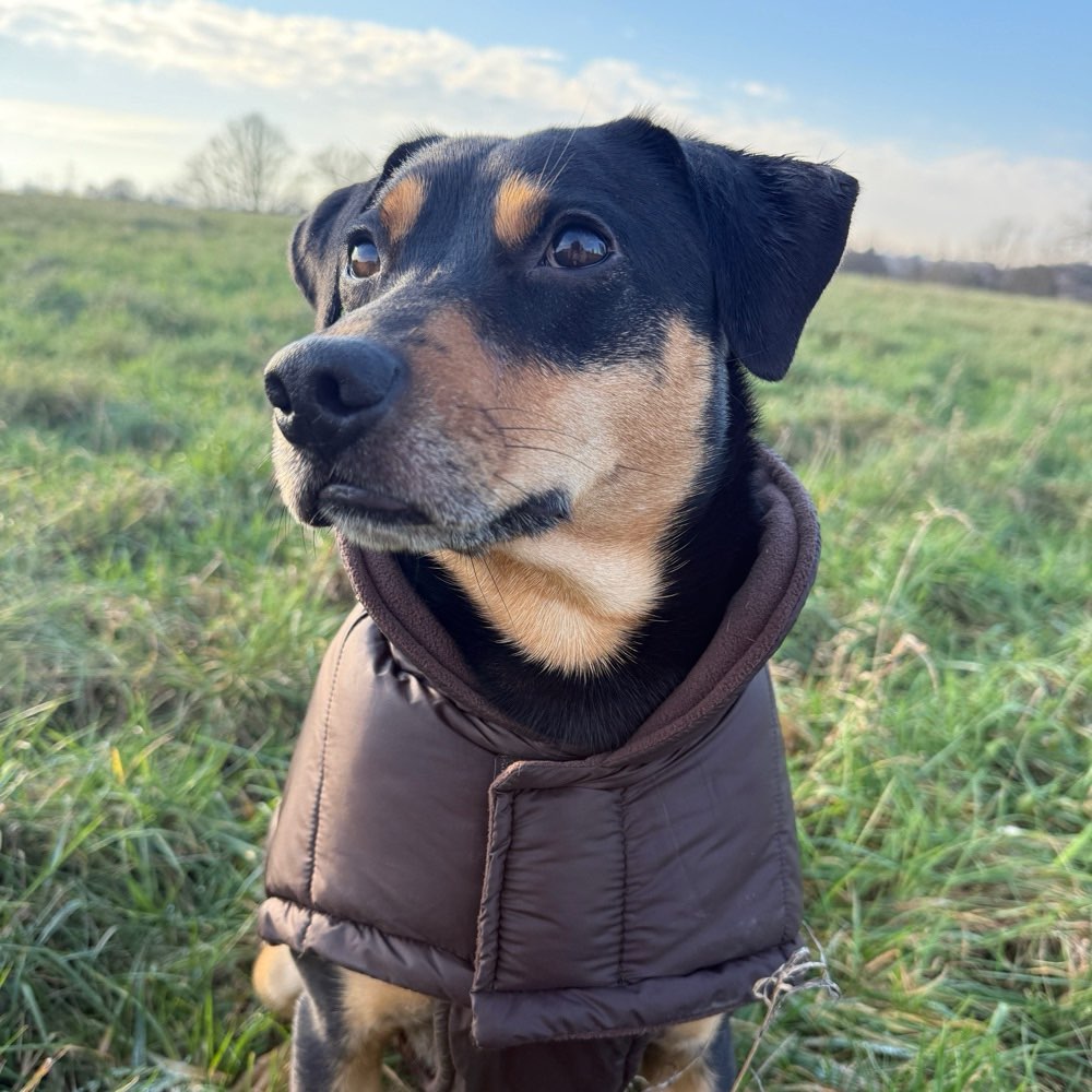 Hundetreffen-Social Walks mit Tierschutzhund Rio-Profilbild