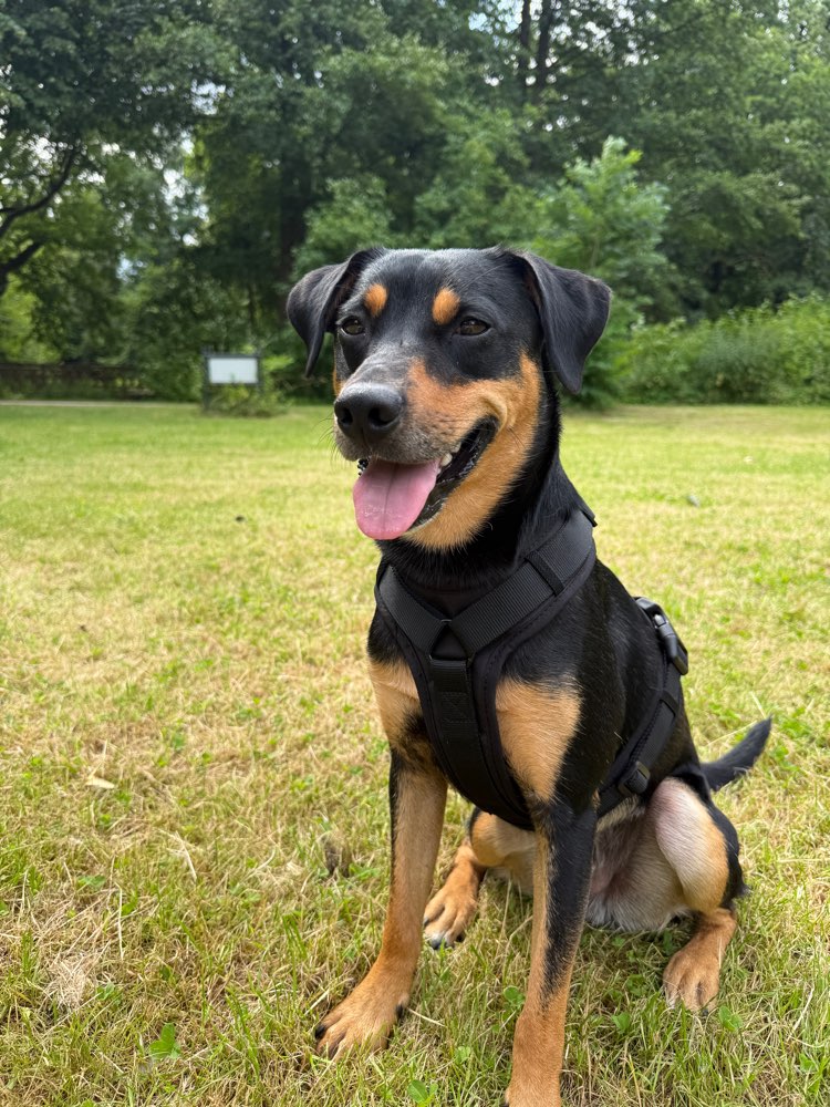 Hundetreffen-Social Walks mit Tierschutzhund Rio-Profilbild