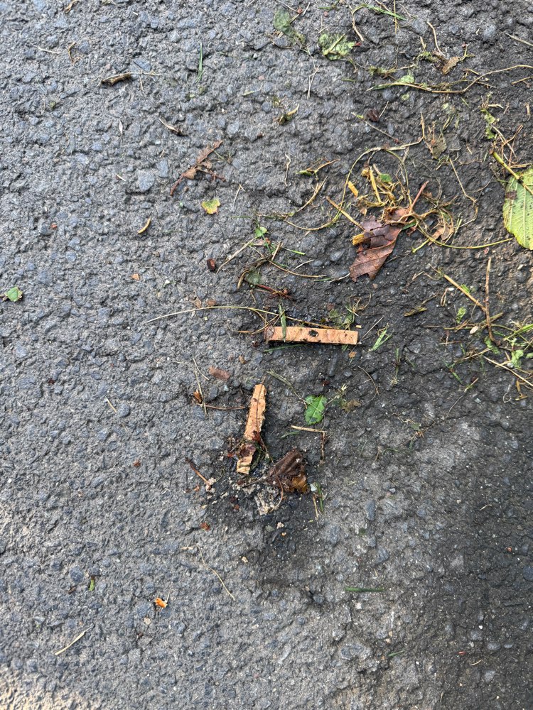 Giftköder-Verdacht auf Giftköder an der Oker-Profilbild