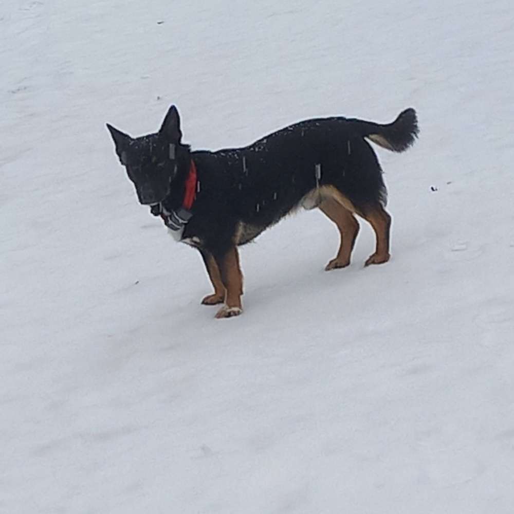 Hundetreffen-Gemeinsam Gassi gehen undSpiele-Profilbild