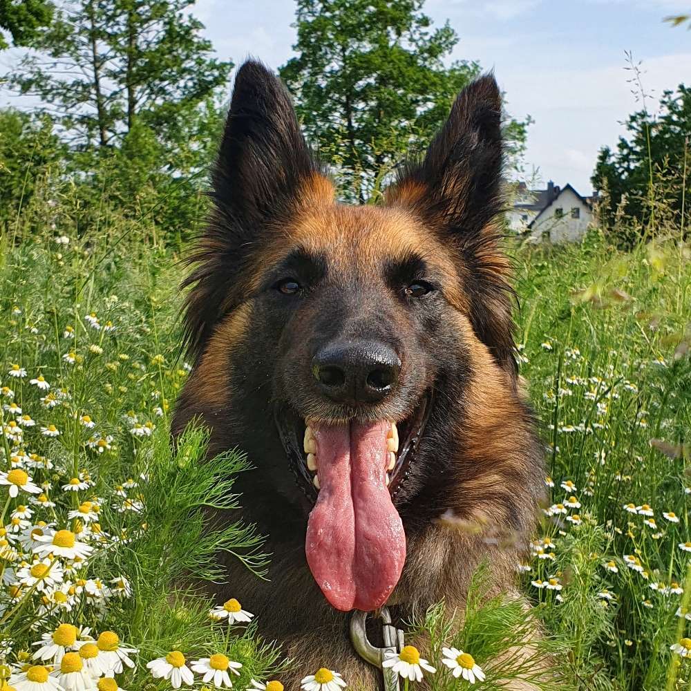 Hundetreffen-Gassi gehen-Profilbild