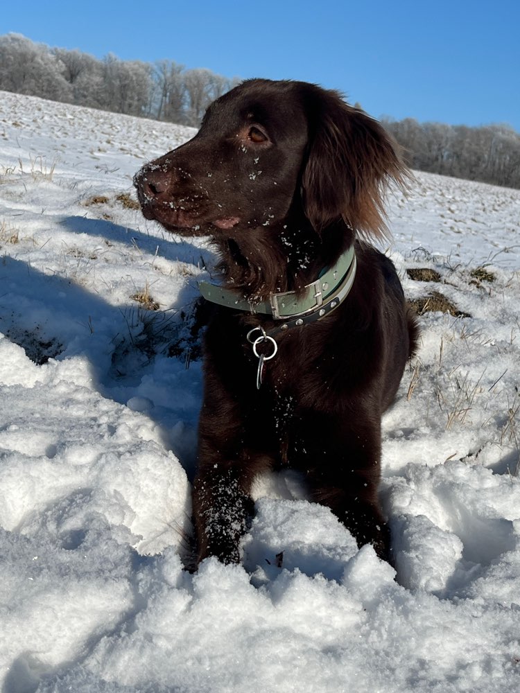 Hundetreffen-Spielen oder Begegnungs-Training-Profilbild