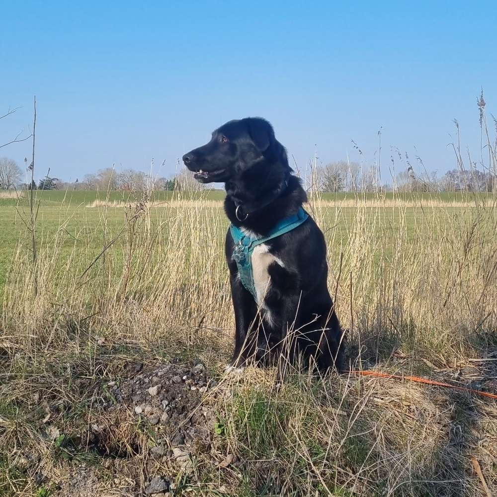 Hundetreffen-Trainingspartner gesucht!-Profilbild