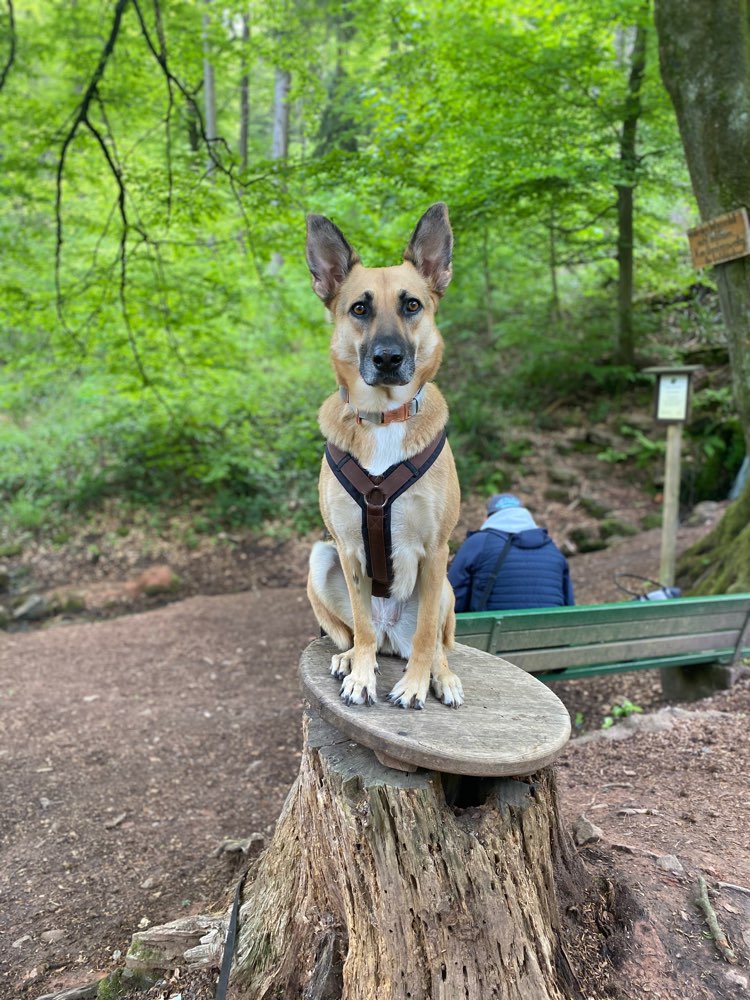 Hundetreffen-Neue Hundefreunde treffen & gemeinsam lernen-Profilbild