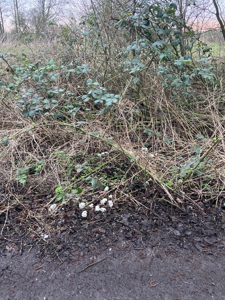 Giftköder-Giftköder und Totes Kaninchen-Profilbild