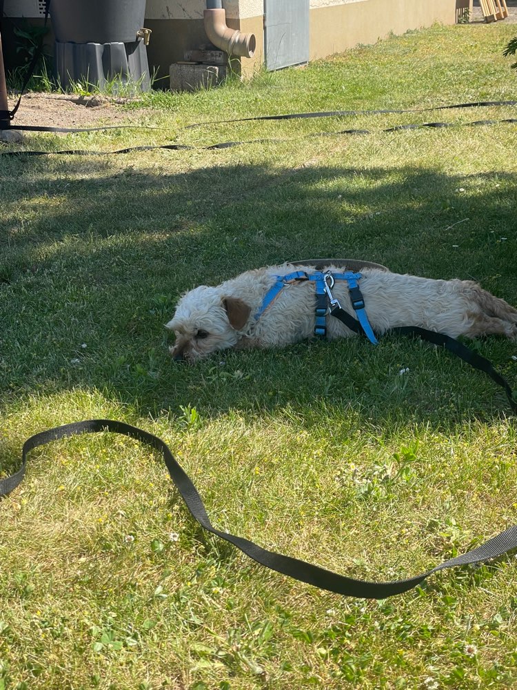 Hundetreffen-Gemeinsame Gassigehen in Pfungstadt-Profilbild