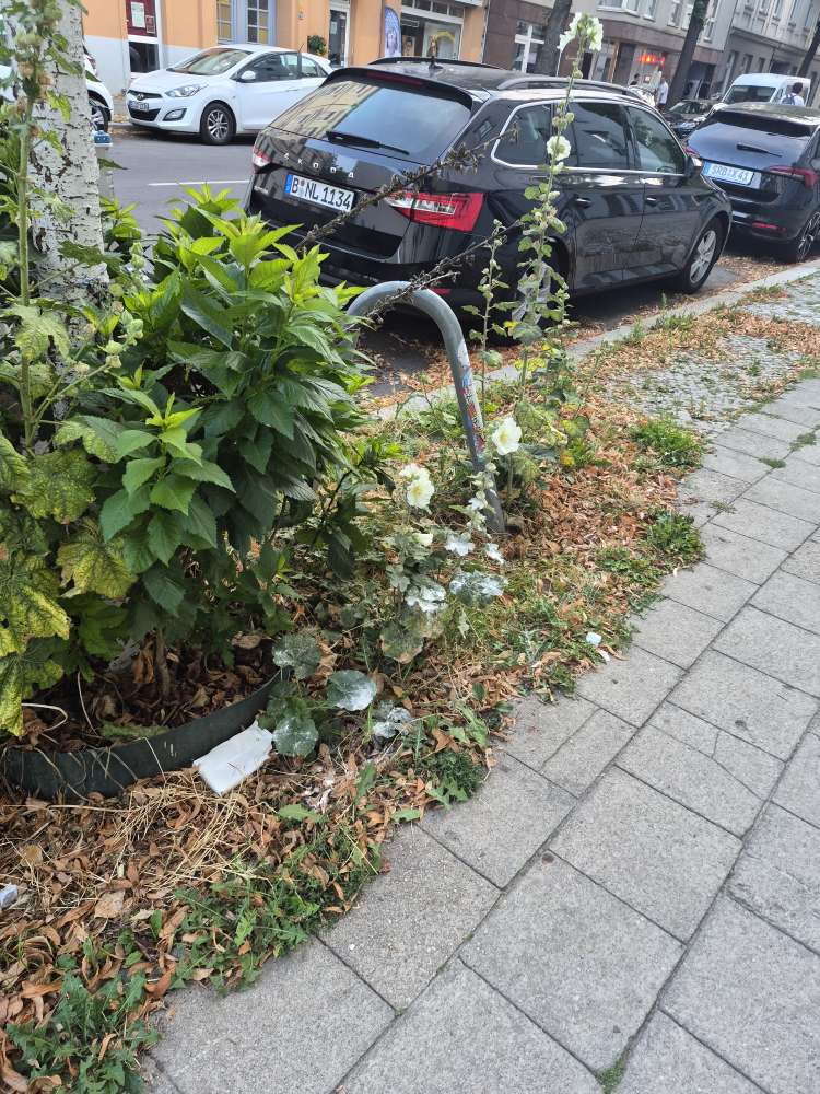 Giftköder-weißes Pulver im Beet-Profilbild