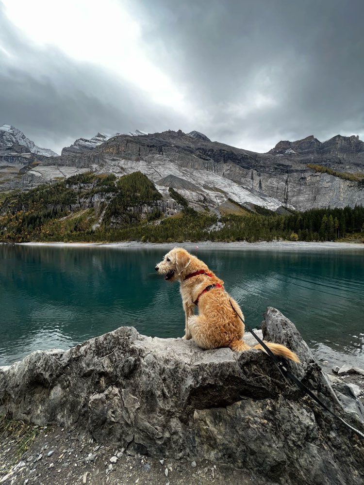 Hundetreffen-Gemeinsames Gassigehen und Spielen-Profilbild