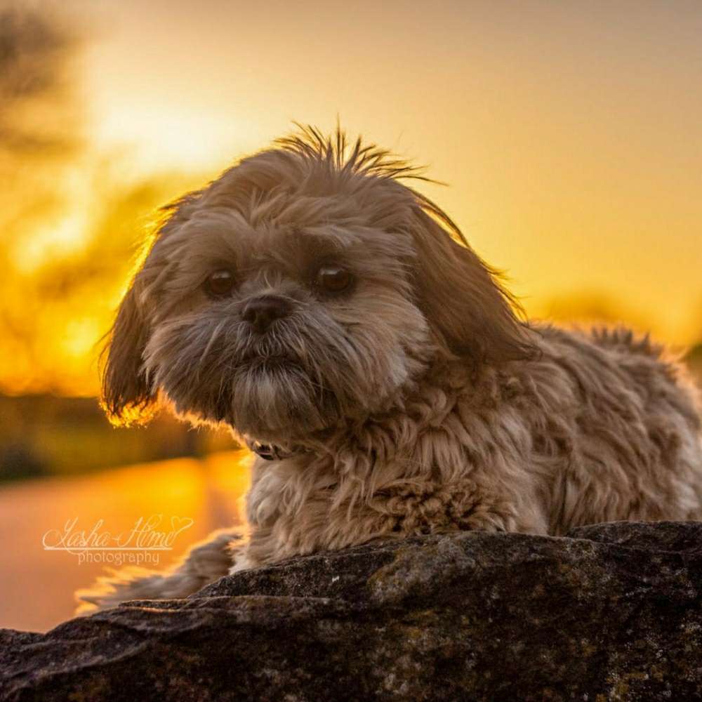 Hundetreffen-Spieltreffen mit kleinen Hunden-Profilbild