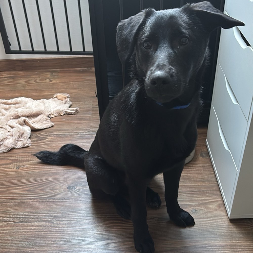 Hundetreffen-Begegnungstraining-Profilbild