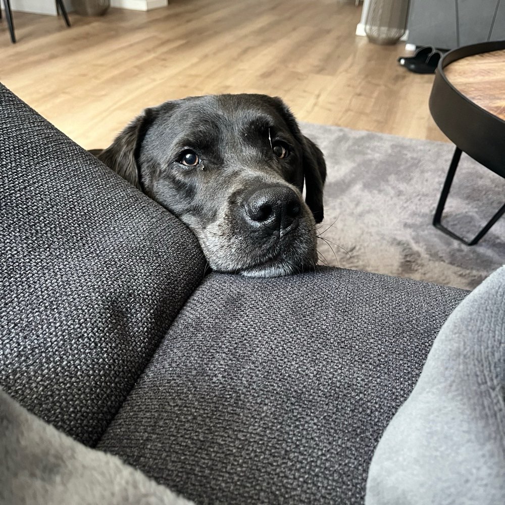 Hundetreffen-Spiel und spazier treffen-Profilbild