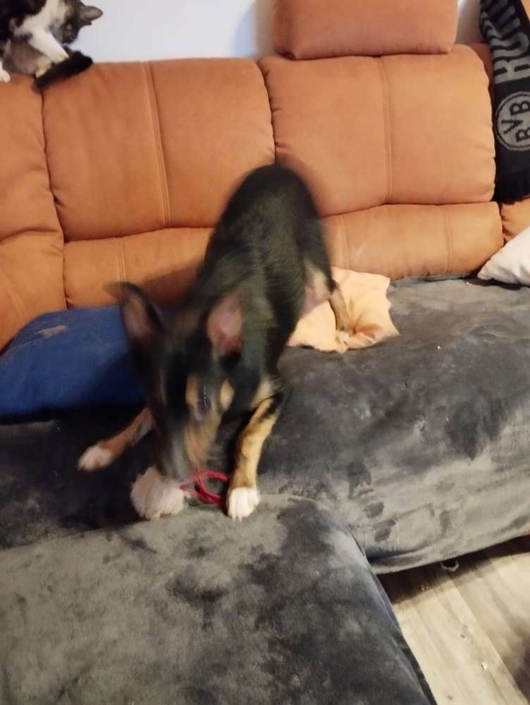 Hundetreffen-Gassi runde und Austausch mit welben-Profilbild