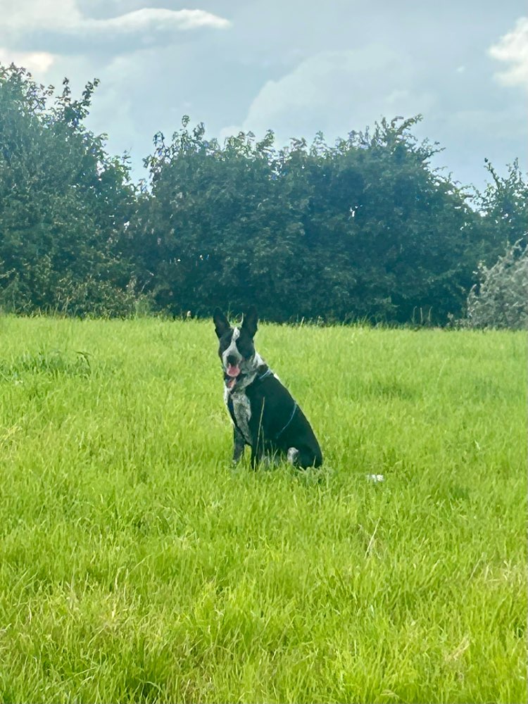 Hundetreffen-Spieltreffen und Gassi gehen-Profilbild