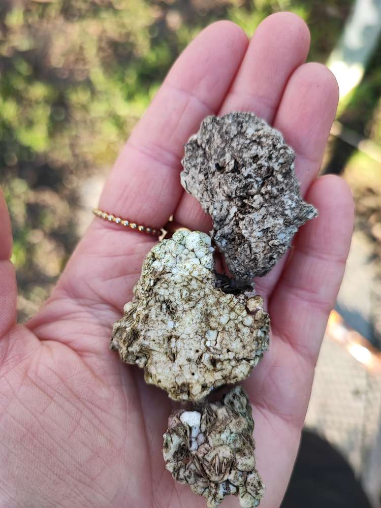 Giftköder-weiße leichte Klümpchen mit Körner-Profilbild