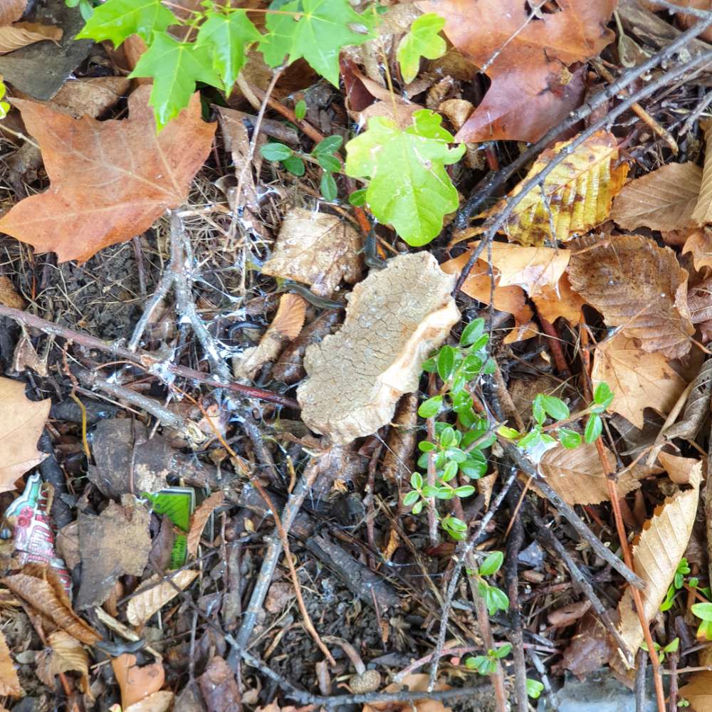 Giftköder-Verschiedene Fleischstücke im Gebüsch-Profilbild