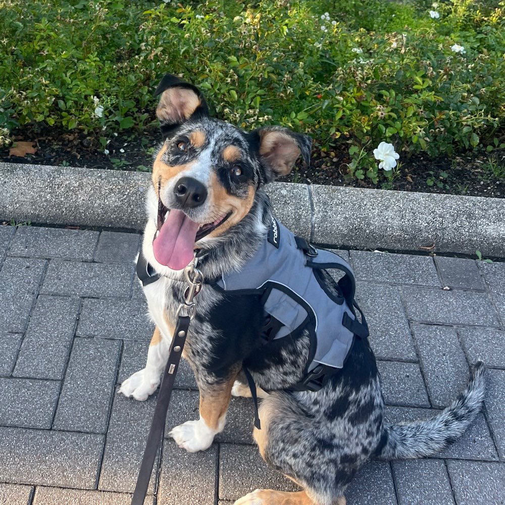 Hundetreffen-Training-Profilbild