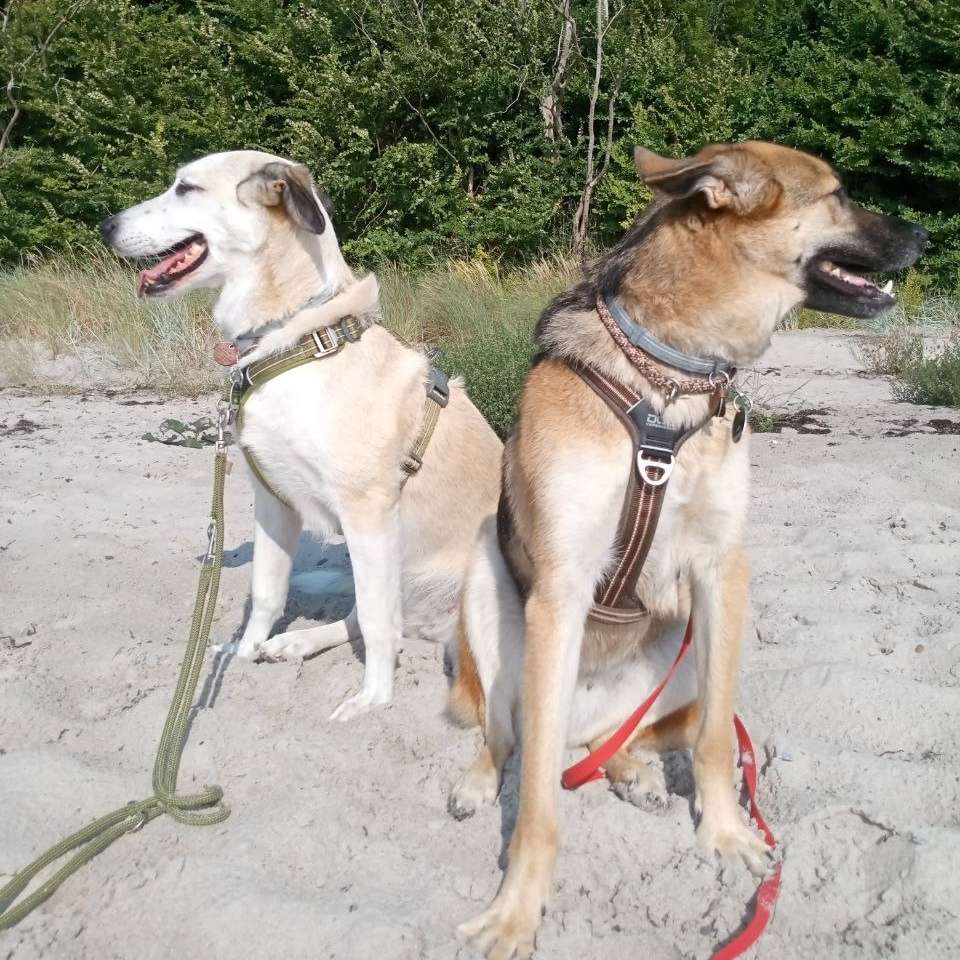 Hundetreffen-Begegnungstraining, Social- Walk-Profilbild