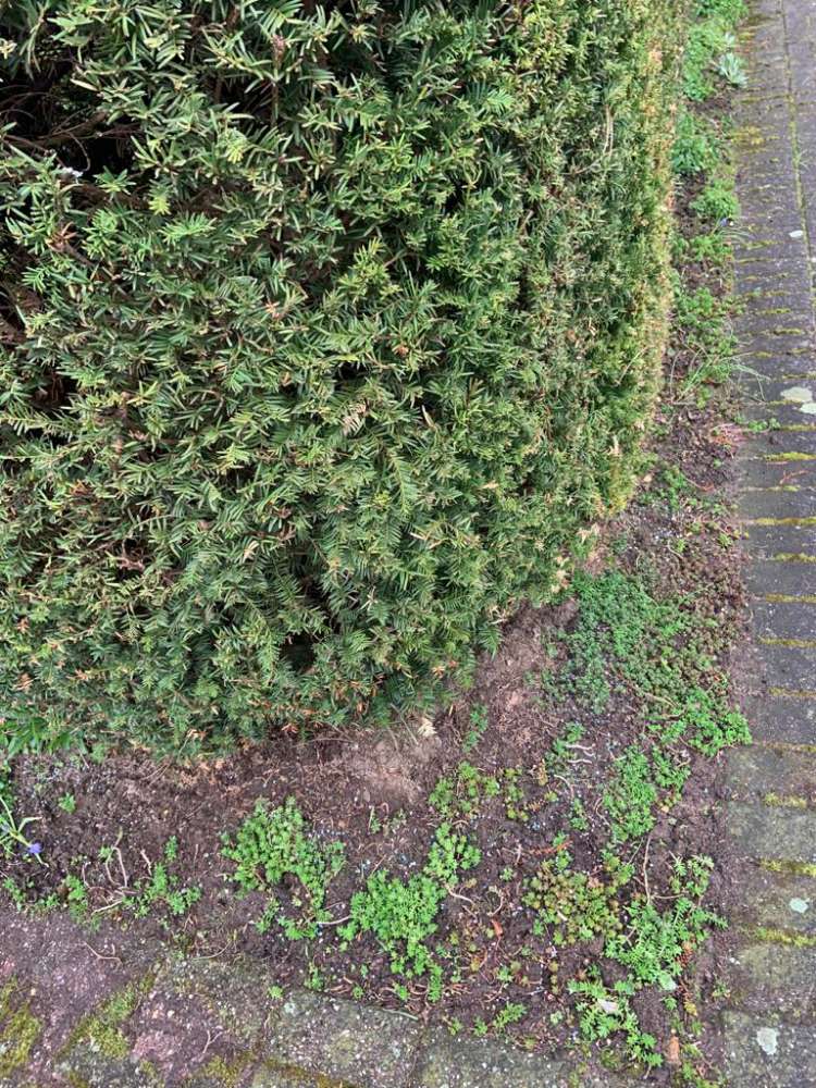 Giftköder-Blaukorn-Profilbild